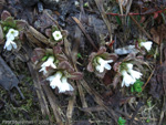 Primula hookeri