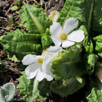 Primula hookeri