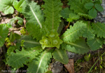 Primula hookeri