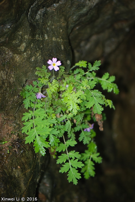 <i>Primula hubeiensis </i>