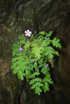 <i>Primula hubeiensis </i>