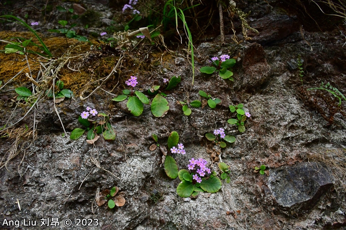 <i>Primula hunanensis </i>