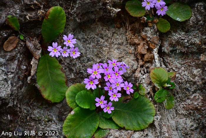<i>Primula hunanensis </i>