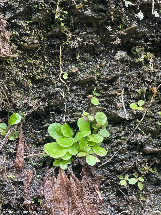 <i>Primula hunanensis </i>