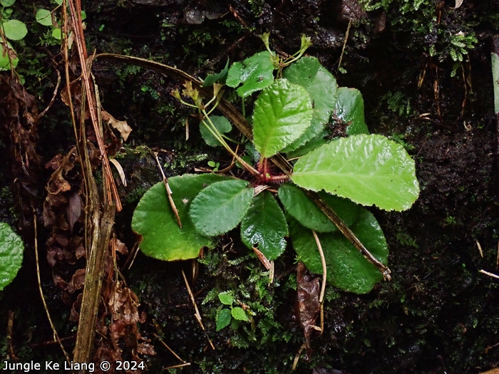 <i>Primula hunanensis </i>