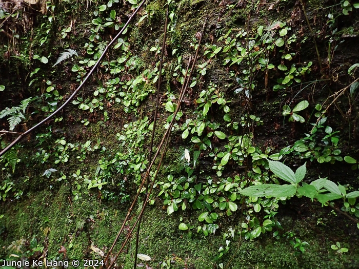 <i>Primula hunanensis </i>
