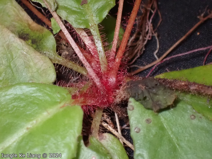 <i>Primula hunanensis </i>
