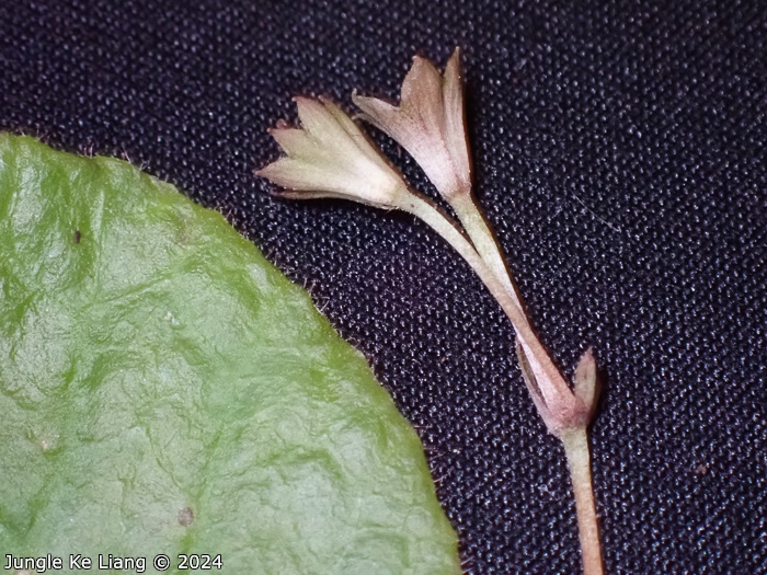 <i>Primula hunanensis </i>