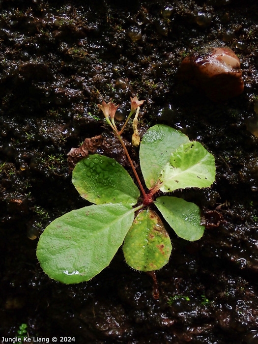 <i>Primula hunanensis </i>