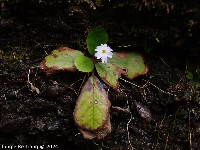 <i>Primula hunanensis </i>