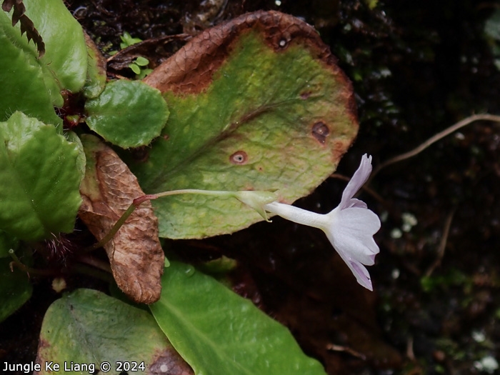 <i>Primula hunanensis </i>