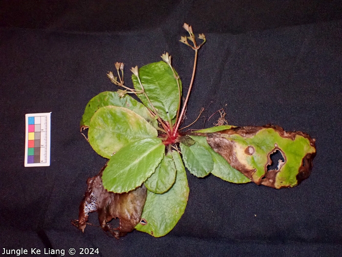<i>Primula hunanensis </i>