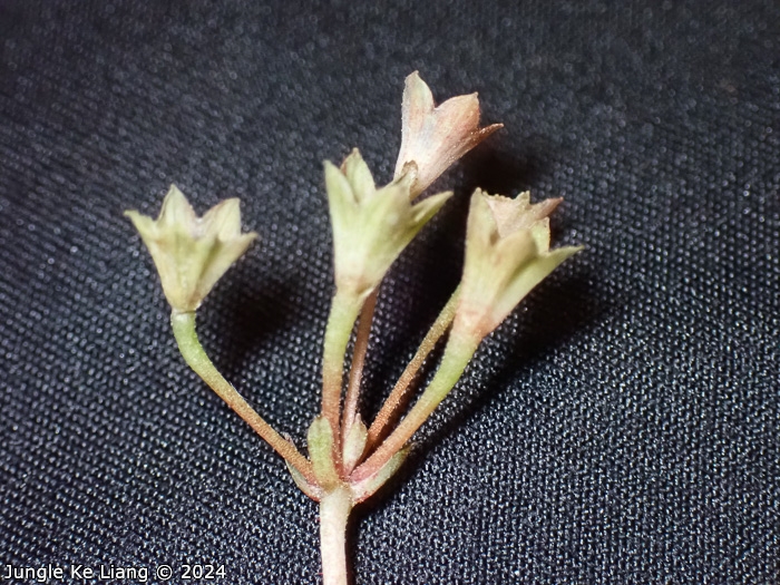 <i>Primula hunanensis </i>