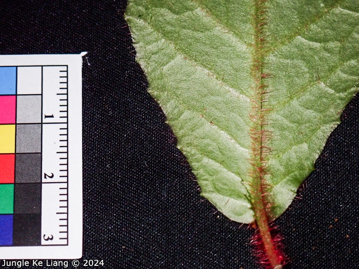 <i>Primula hunanensis </i>