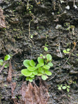 <i>Primula hunanensis </i>