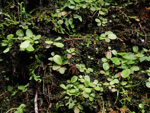 <i>Primula hunanensis </i>