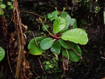 <i>Primula hunanensis </i>