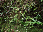 <i>Primula hunanensis </i>