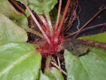 <i>Primula hunanensis </i>