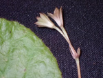 <i>Primula hunanensis </i>