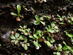 <i>Primula hunanensis </i>