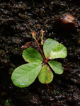 <i>Primula hunanensis </i>