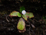<i>Primula hunanensis </i>