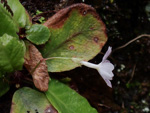 <i>Primula hunanensis </i>