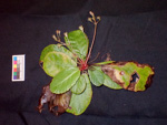 <i>Primula hunanensis </i>