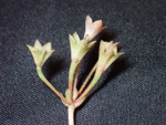<i>Primula hunanensis </i>