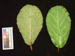 <i>Primula hunanensis </i>