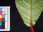 <i>Primula hunanensis </i>