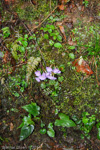 <i>Primula hydrocotylifolia </i>