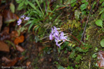 <i>Primula hydrocotylifolia </i>