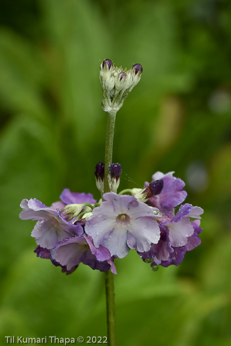 <i>Primula ianthina </i>