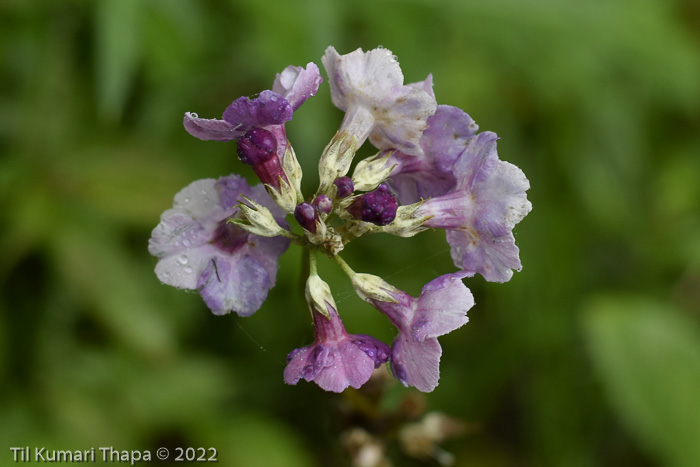 <i>Primula ianthina </i>