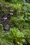 <i>Primula ianthina </i>