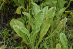 <i>Primula ianthina </i>