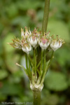 <i>Primula ianthina </i>