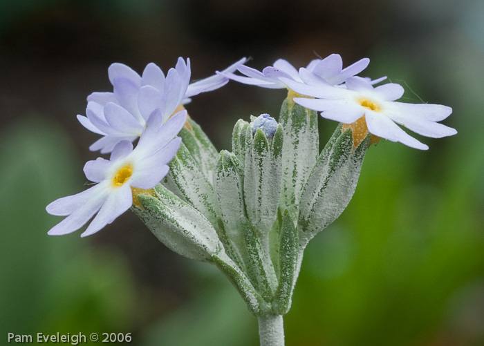 <i>Primula incana </i>