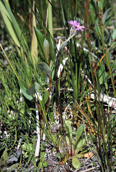 <i>Primula incana </i>