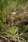 <i>Primula incana </i>