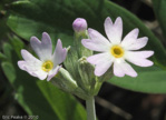 <i>Primula incana </i>