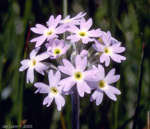 <i>Primula incana </i>