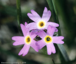 <i>Primula incana </i>