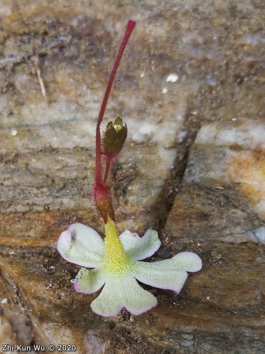 <i>Primula interjacens </i>