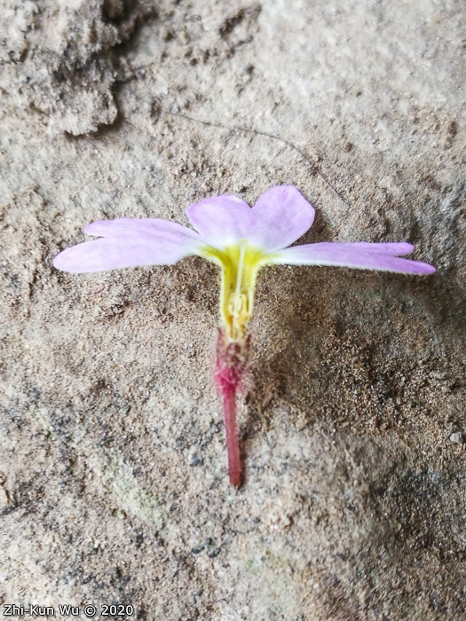 <i>Primula interjacens </i>