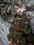<i>Primula interjacens </i>