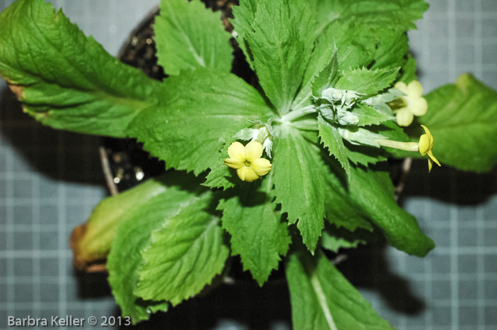 <i>Primula involucrata </i>