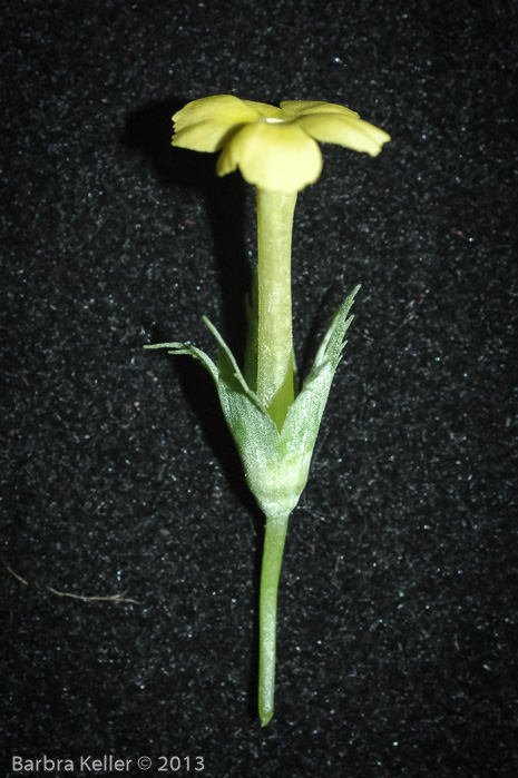 <i>Primula involucrata </i>